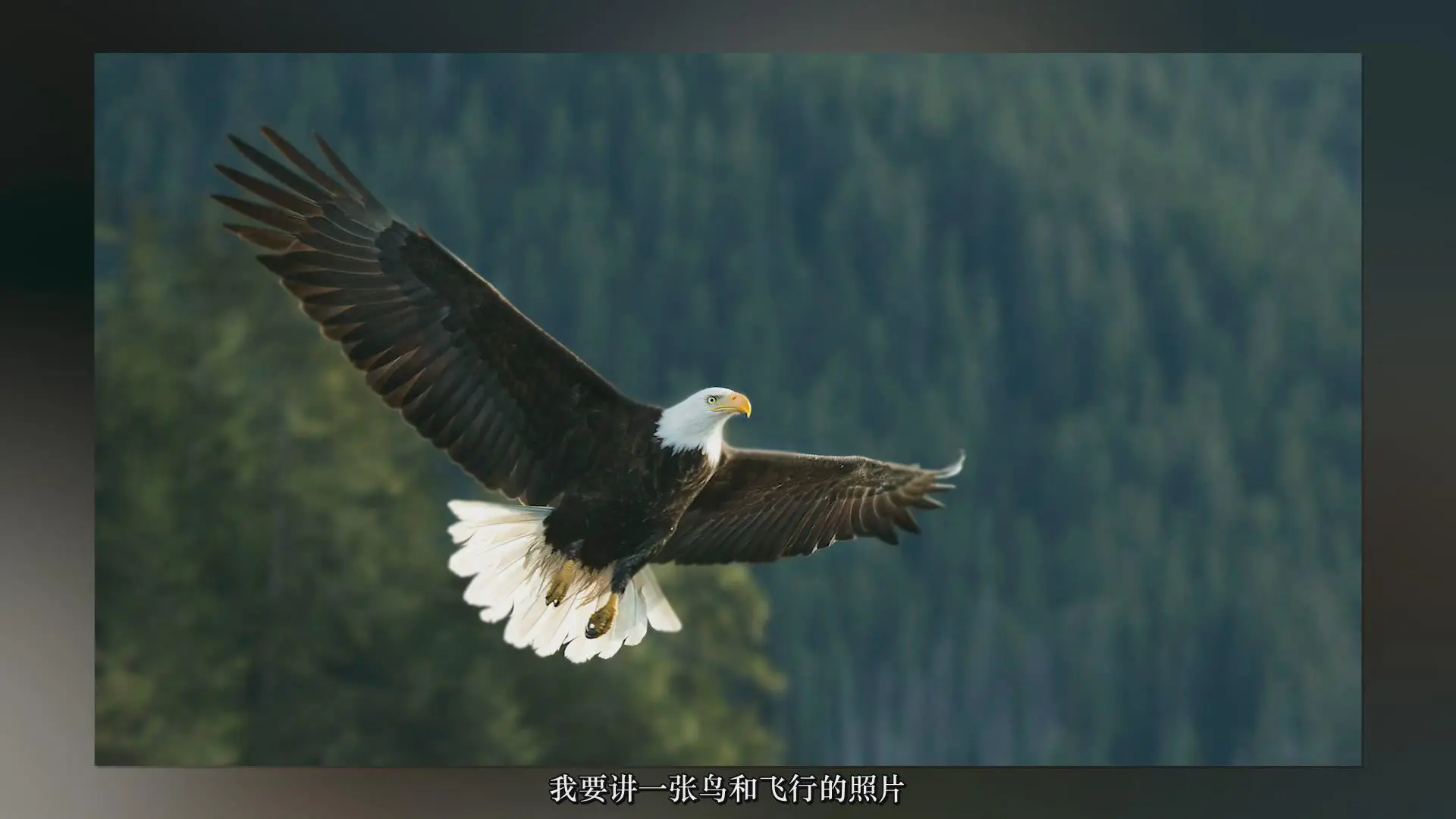 图片[3]-摄影师Rick Sammon拍摄叹为观止的鸟类摄影构图指南教程-中文字幕