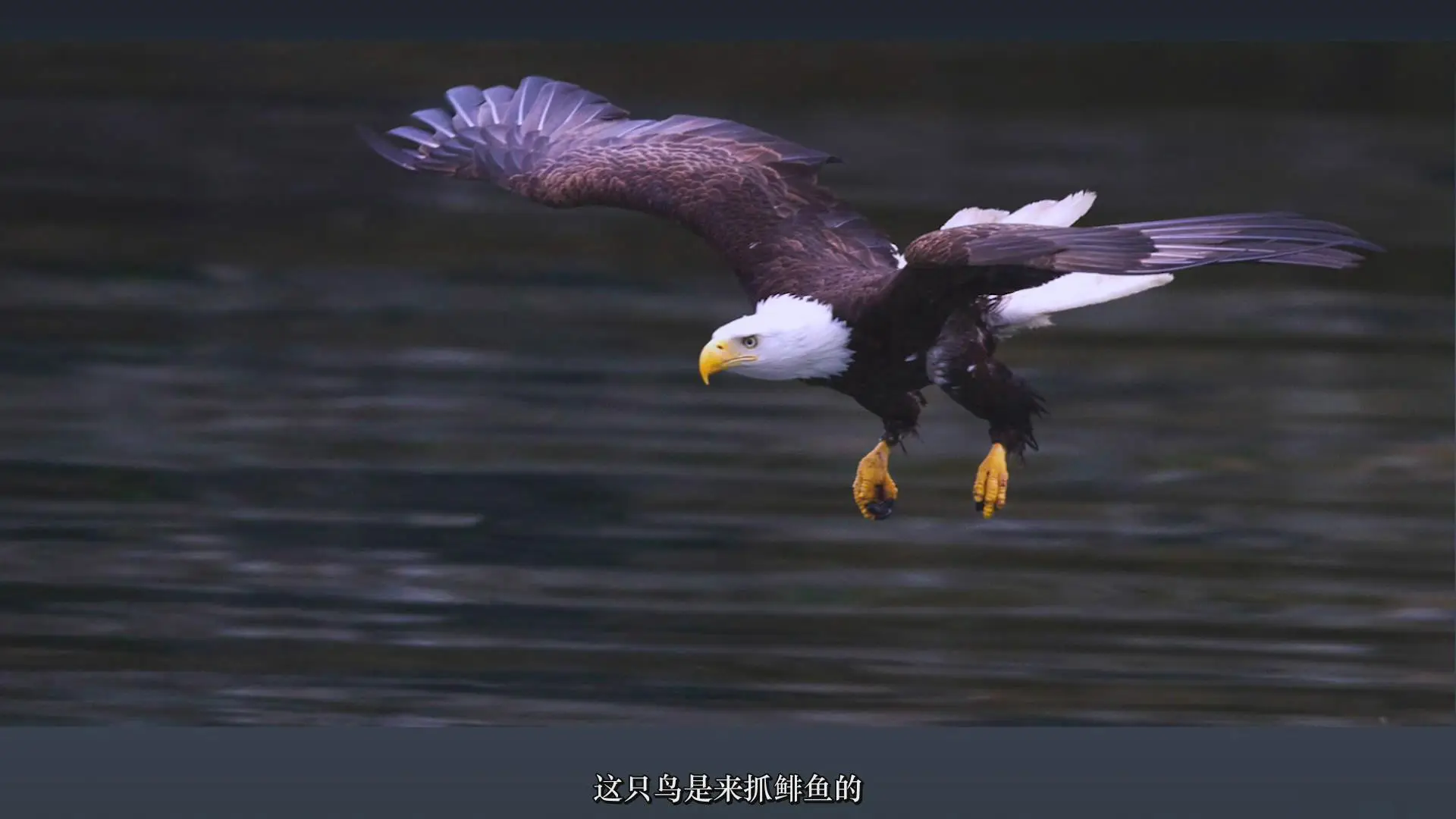 图片[8]-摄影师Rick Sammon拍摄叹为观止的鸟类摄影构图指南教程-中文字幕