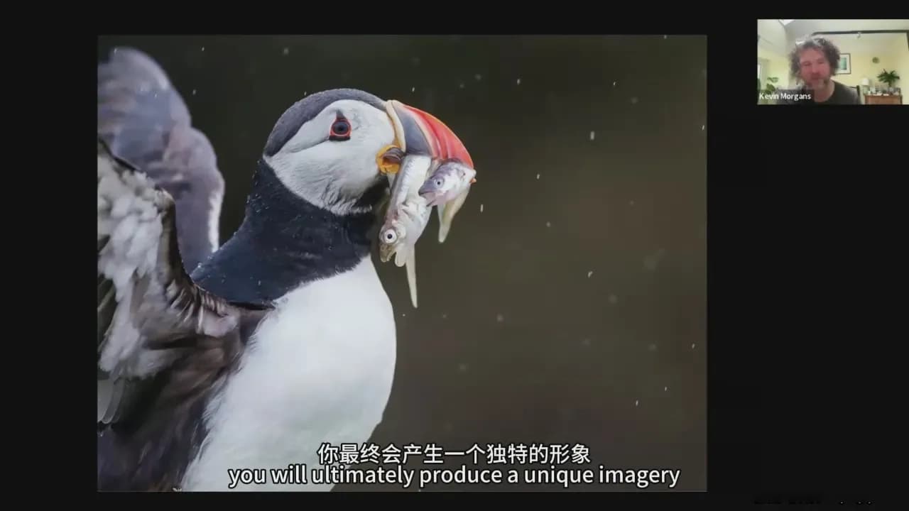 图片[9]-Kevin Morgans - 野生动物摄影之海鸟摄影的艺术教程-中英字幕