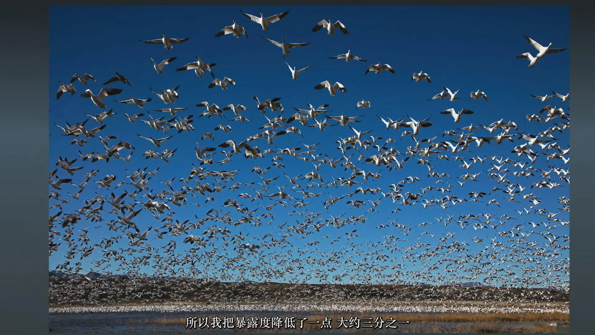 图片[10]-摄影师Rick Sammon拍摄叹为观止的鸟类摄影构图指南教程-中文字幕