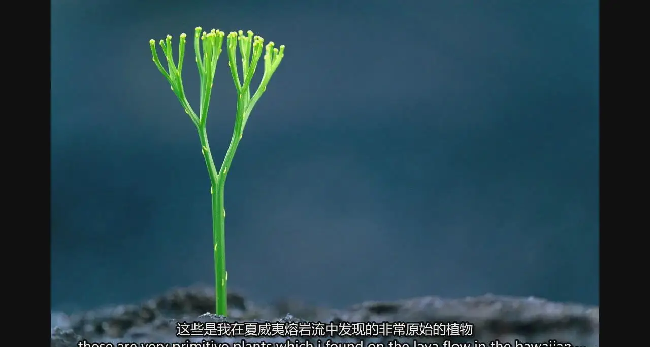 图片[18]-弗兰斯·兰廷(Frans Lanting)自然风光摄影的艺术教程-中英字幕-美夕摄影