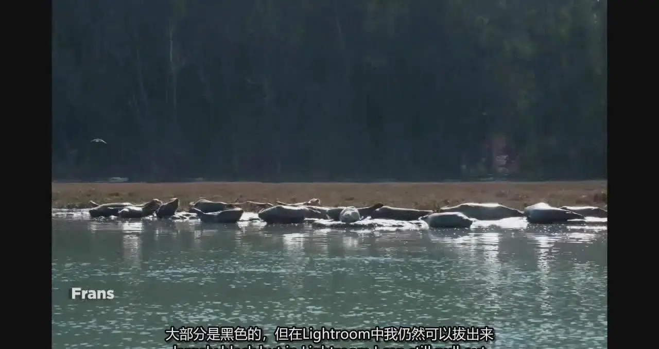 图片[4]-弗兰斯·兰廷(Frans Lanting)自然风光摄影的艺术教程-中英字幕-美夕摄影